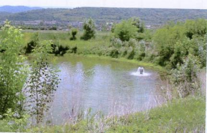 Photo of an infiltration pond
