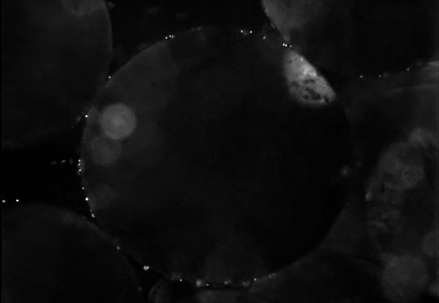 Colloid Attachment Under Favorable Conditions